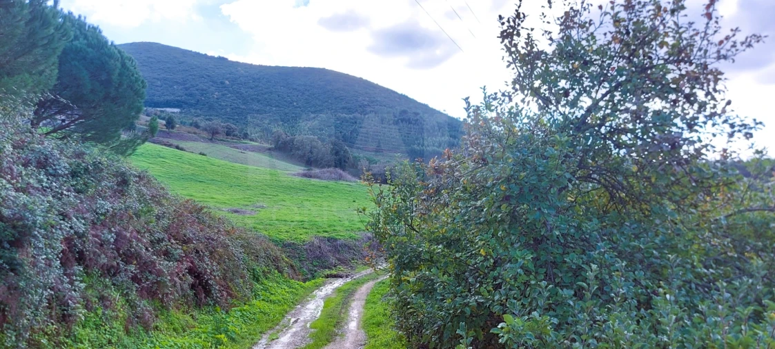 Terreno para Venda em Lamas e Cercal Foto 4