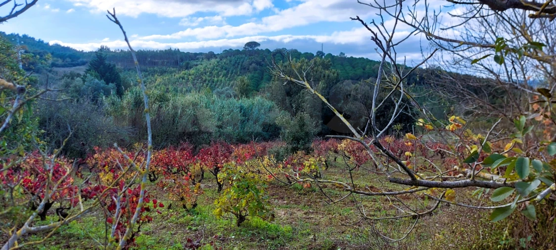 Terreno para Venda em Lamas e Cercal Foto 8