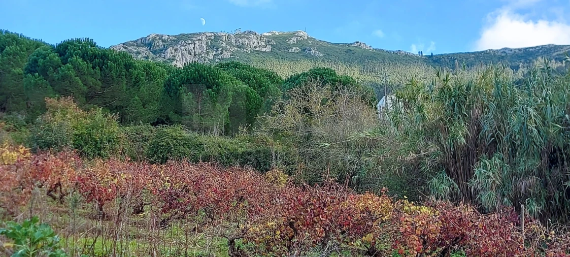 Terreno para Venda em Lamas e Cercal Foto 11