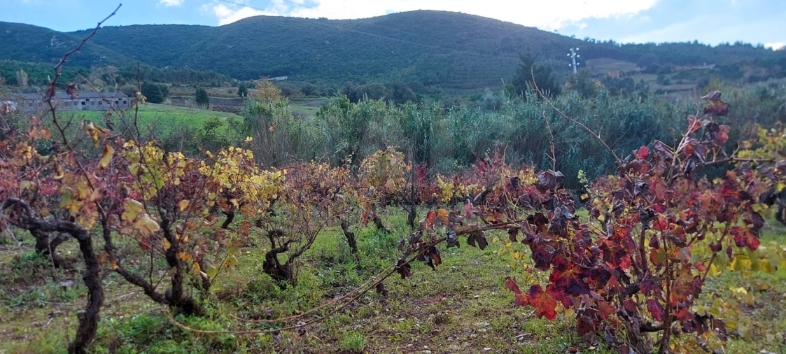 Terreno para Venda em Lamas e Cercal Foto 2