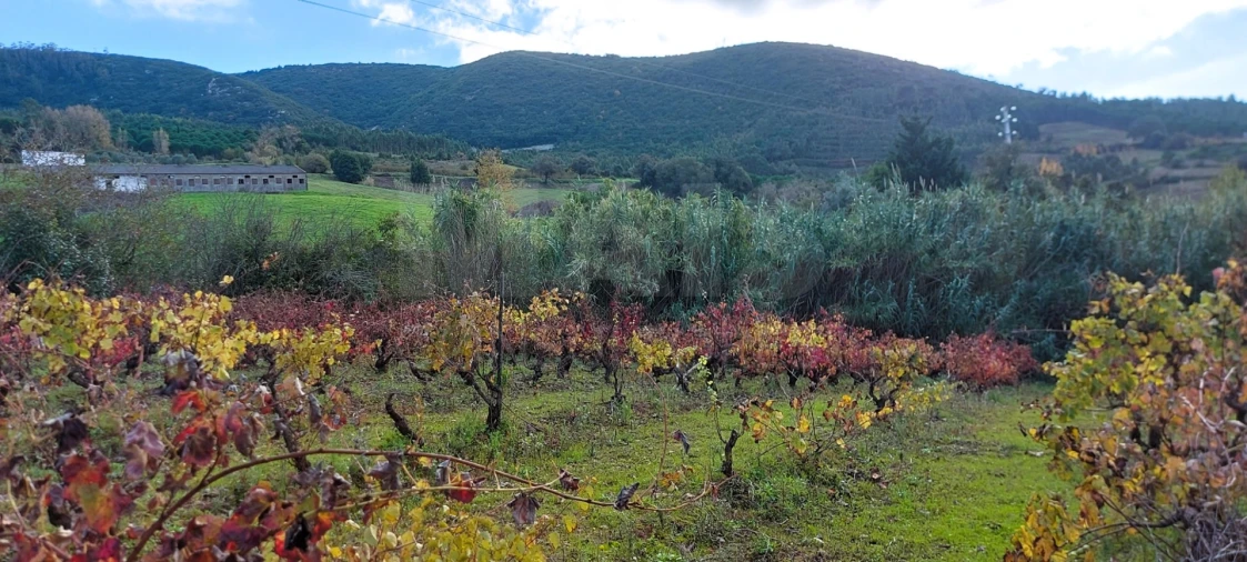 Terreno para Venda em Lamas e Cercal Foto 10