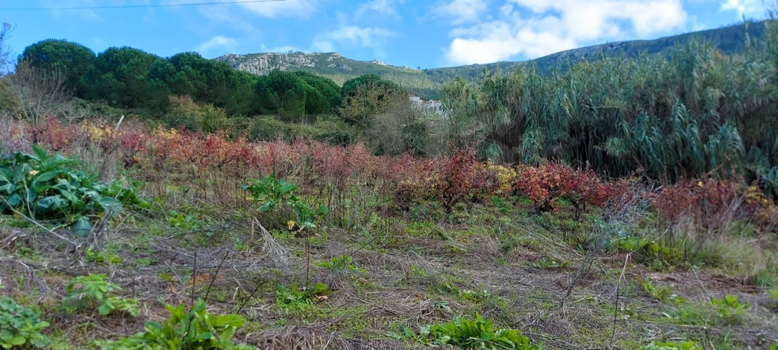 Terreno para Venda em Lamas e Cercal Foto 12