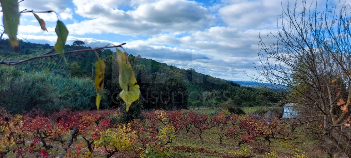 Terreno para Venda em Lamas e Cercal Foto 5