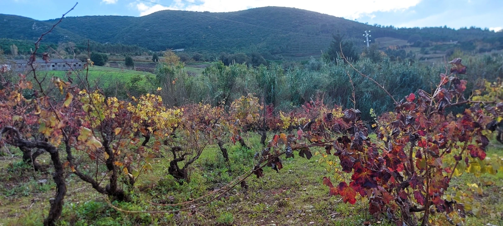 Terreno para Venda em Lamas e Cercal Foto 2