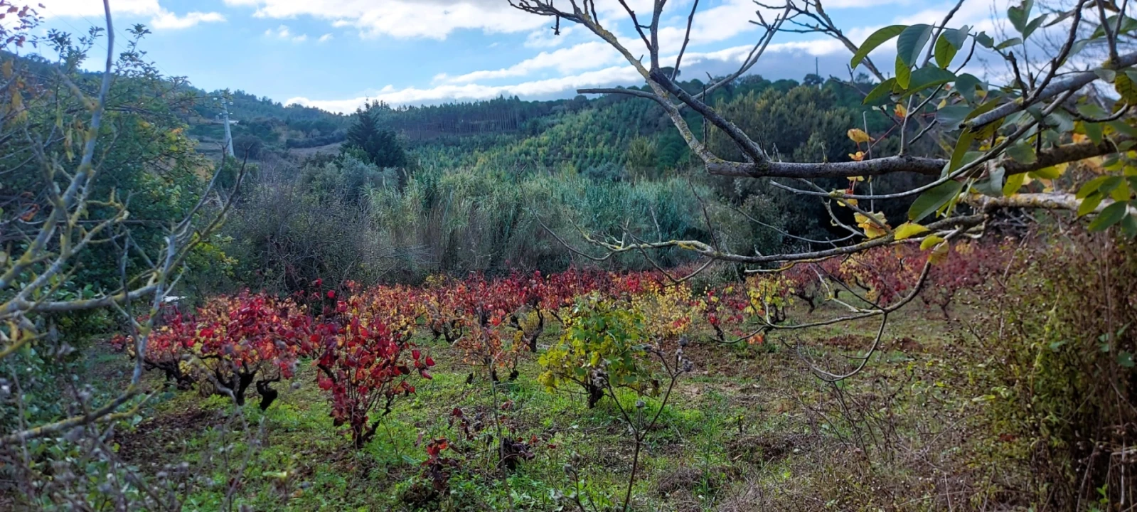 Terreno para Venda em Lamas e Cercal Foto 9