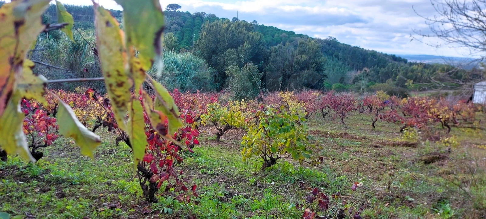 Terreno para Venda em Lamas e Cercal Foto 7
