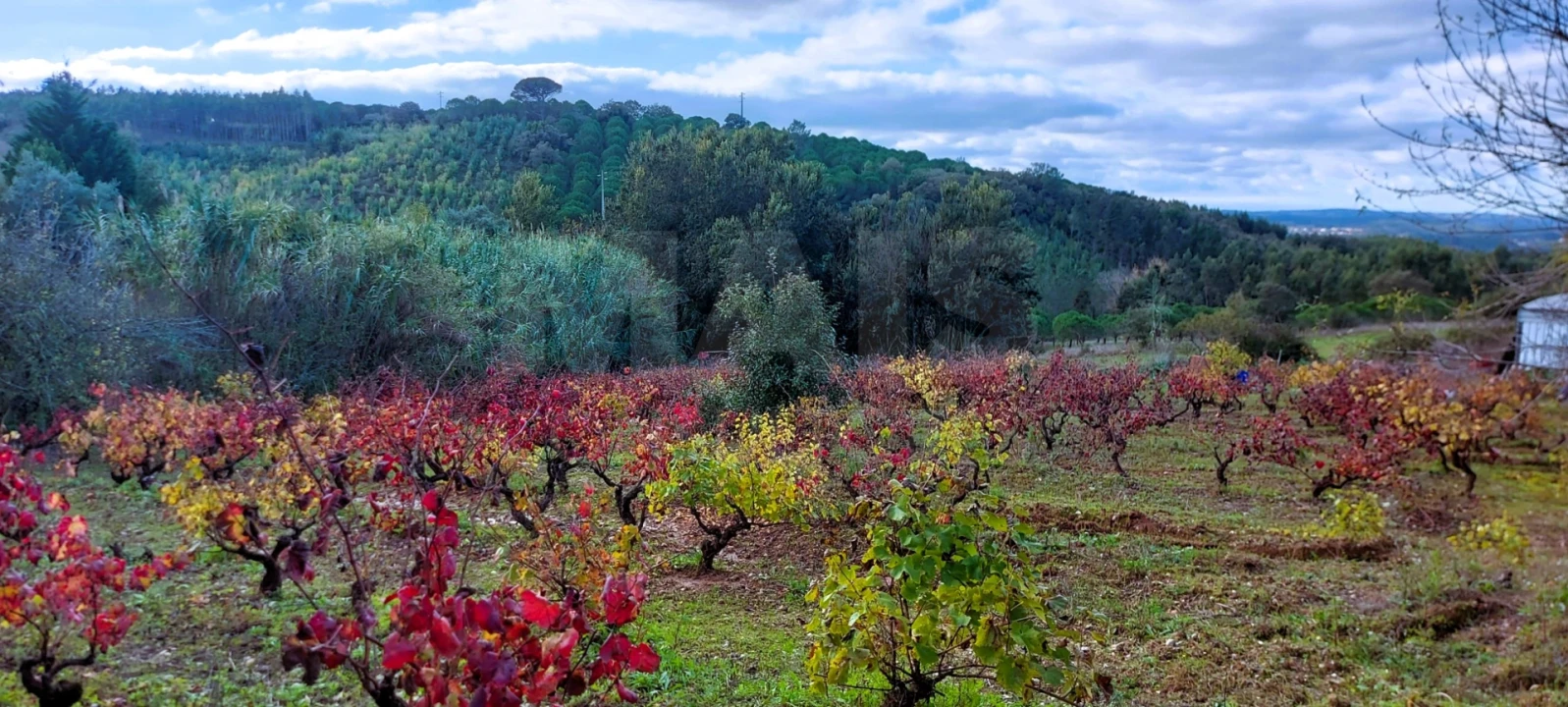 Terreno para Venda em Lamas e Cercal Foto 1
