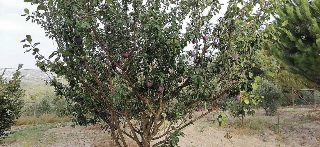 Terreno para Venda em Rio Torto e Lagarinhos Foto 32
