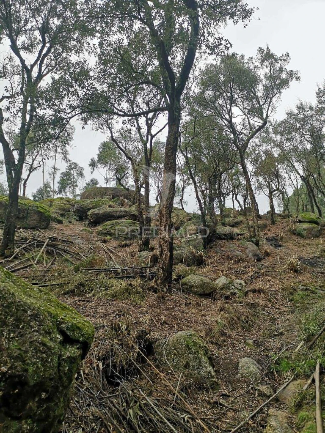 Terreno para Venda em Água Longa Foto 4
