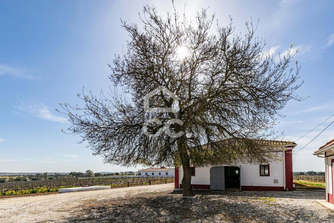 Quinta T10 para Venda em Redondo Foto 72