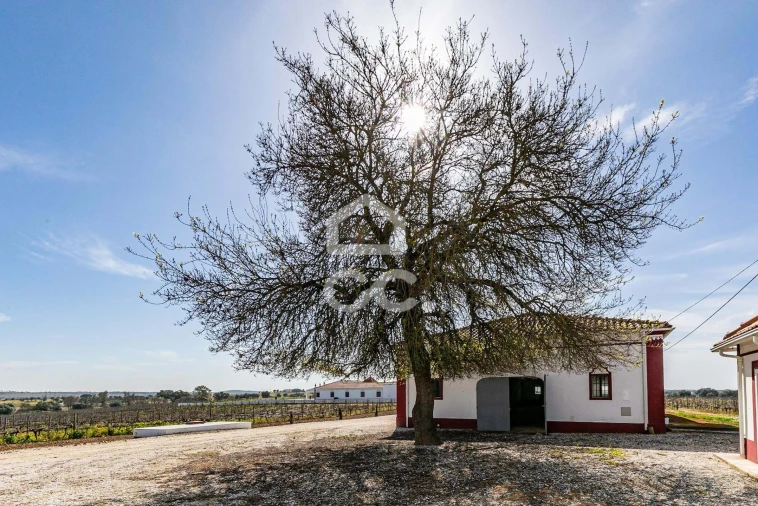 Quinta T10 para Venda em Redondo Foto 72