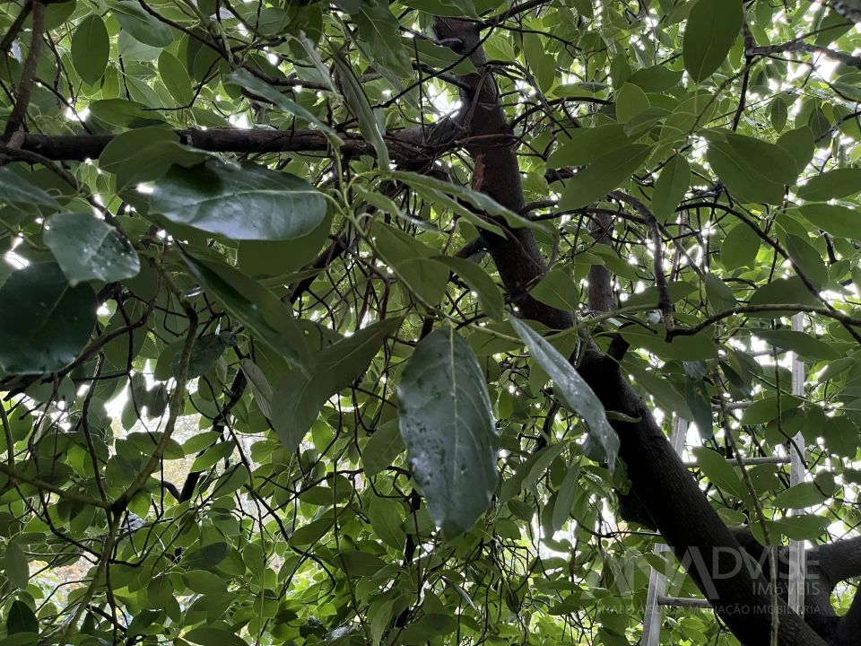 Moradia T5 para Venda em Fragosela Foto 5