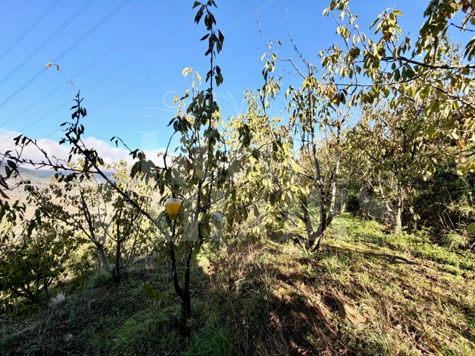 Terreno para Venda em Barro Foto 12