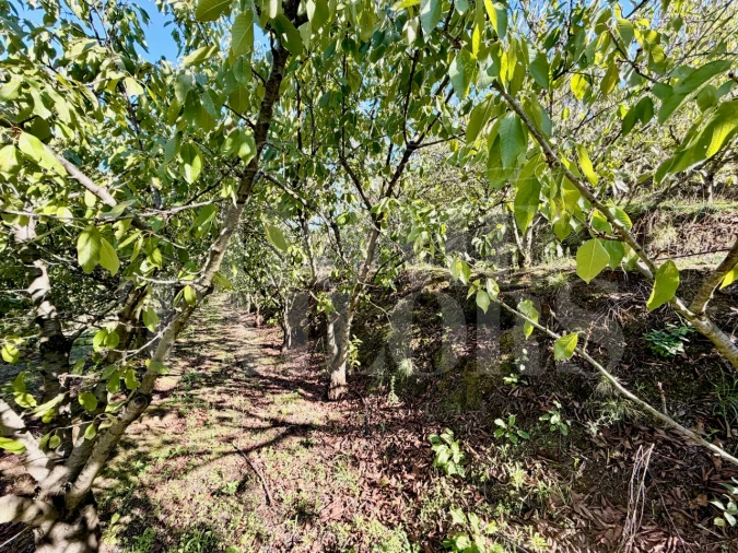 Terreno para Venda em Barro Foto 15