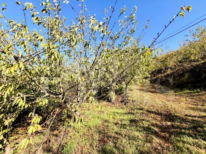 Terreno para Venda em Barro Foto 16