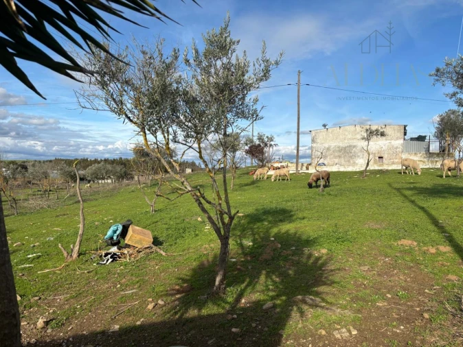 Terreno para Venda em Sousel Foto 4