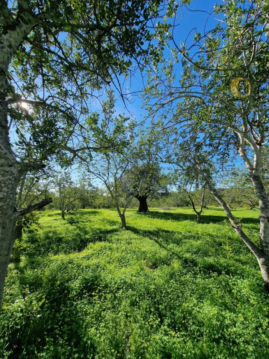 Moradia T1 para Venda em Santa Barbara de Nexe Foto 7