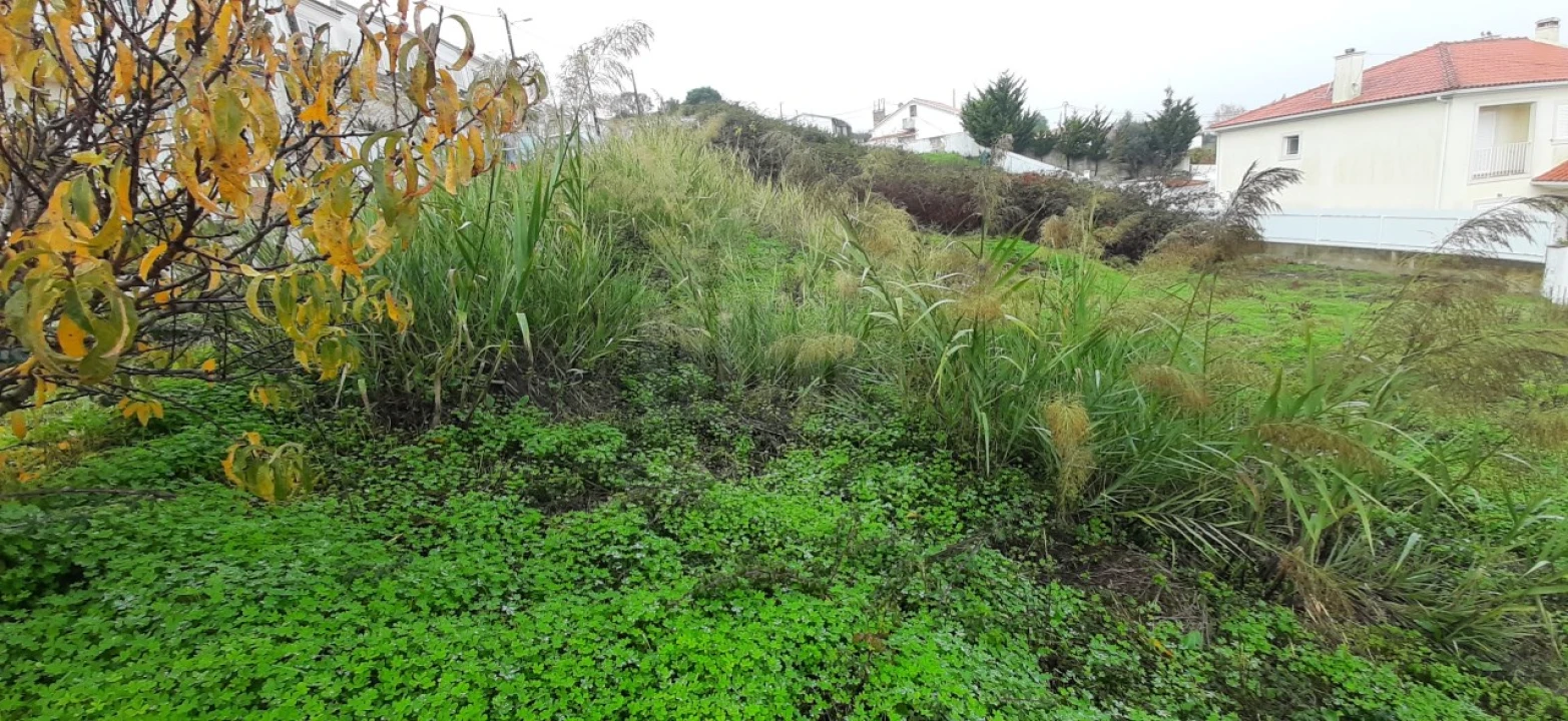 Terreno para Venda em Sesimbra (Castelo) Foto 8