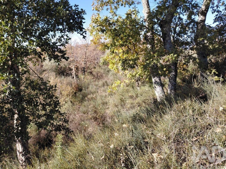 Quinta para Venda em Caria Foto 18