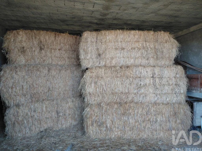 Quinta para Venda em Caria Foto 20