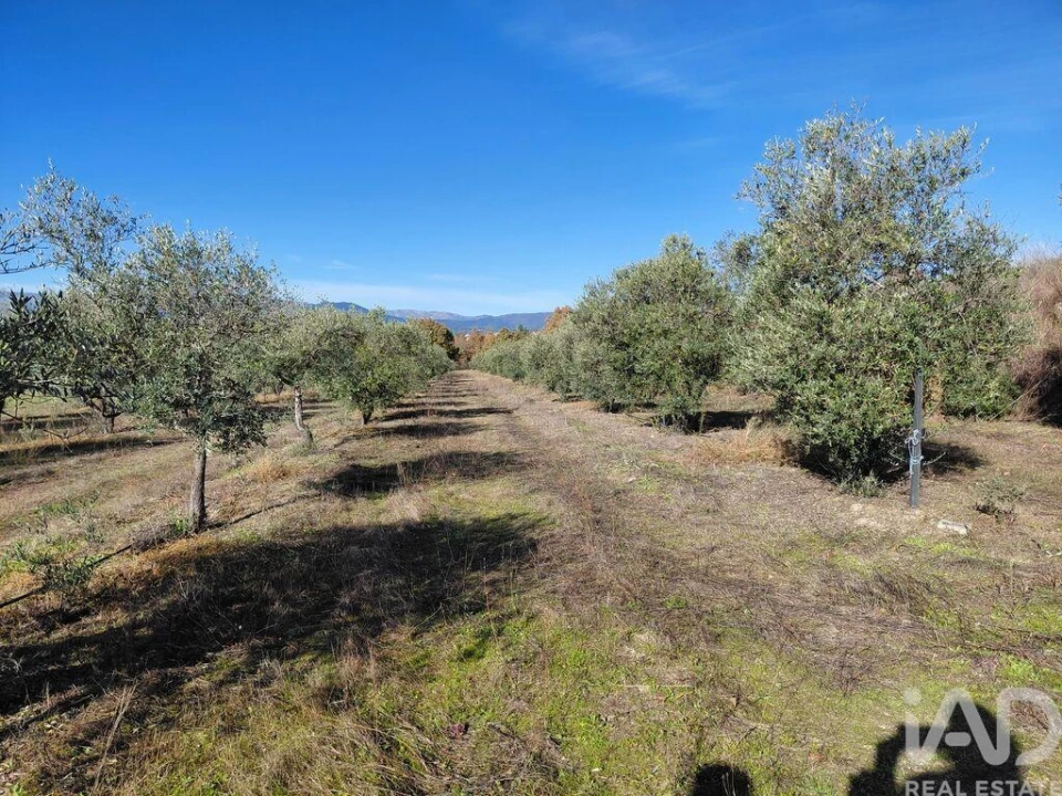 Quinta para Venda em Caria Foto 10
