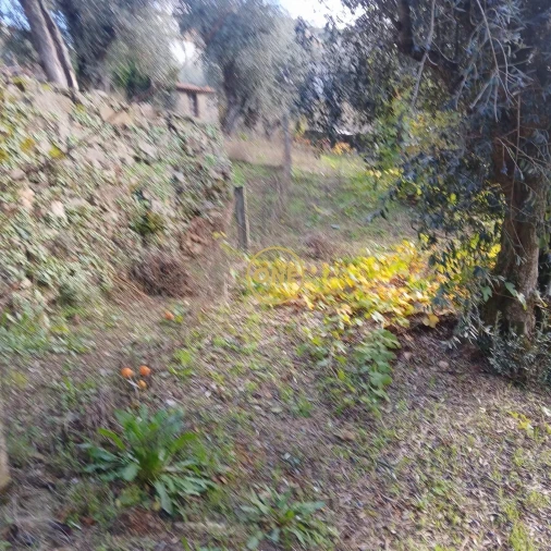 Moradia T3 para Venda em Dornelas do Zezere Foto 11