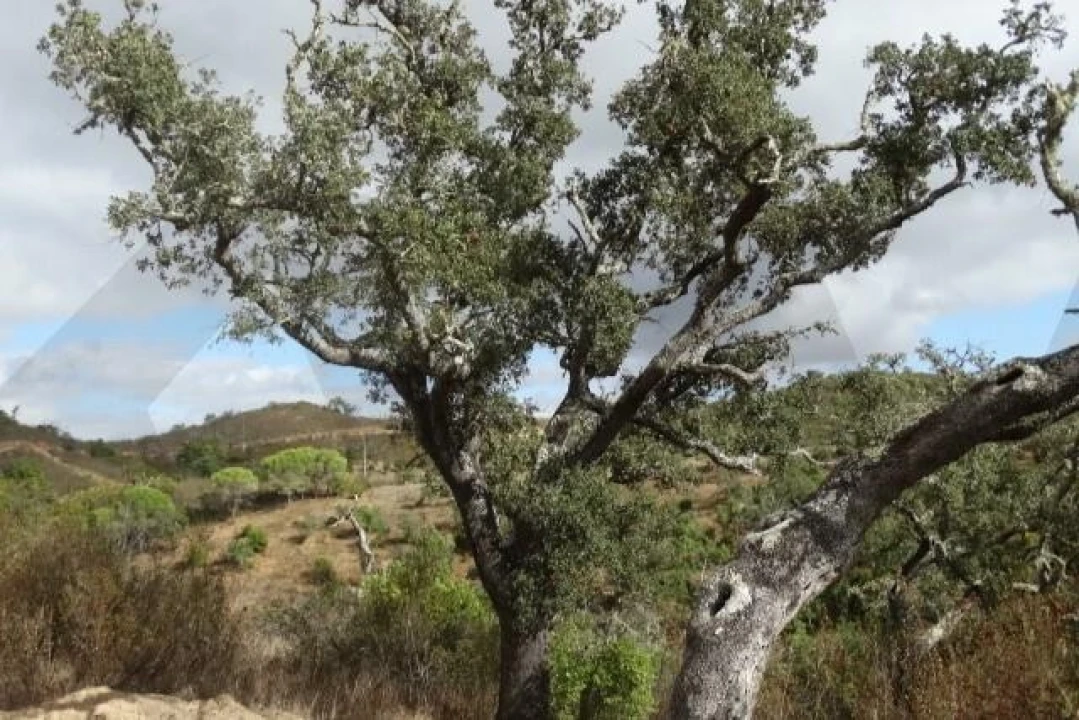 Terreno para Venda em Santana da Serra Foto 15