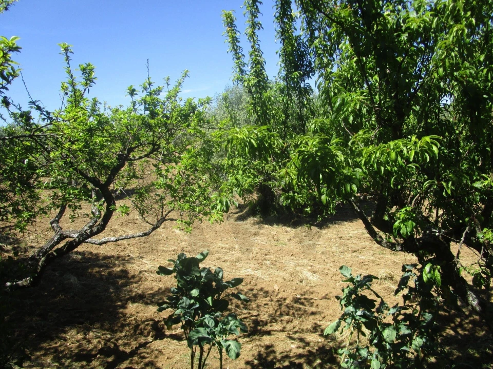 Moradia T5 para Venda em Chacim Foto 70