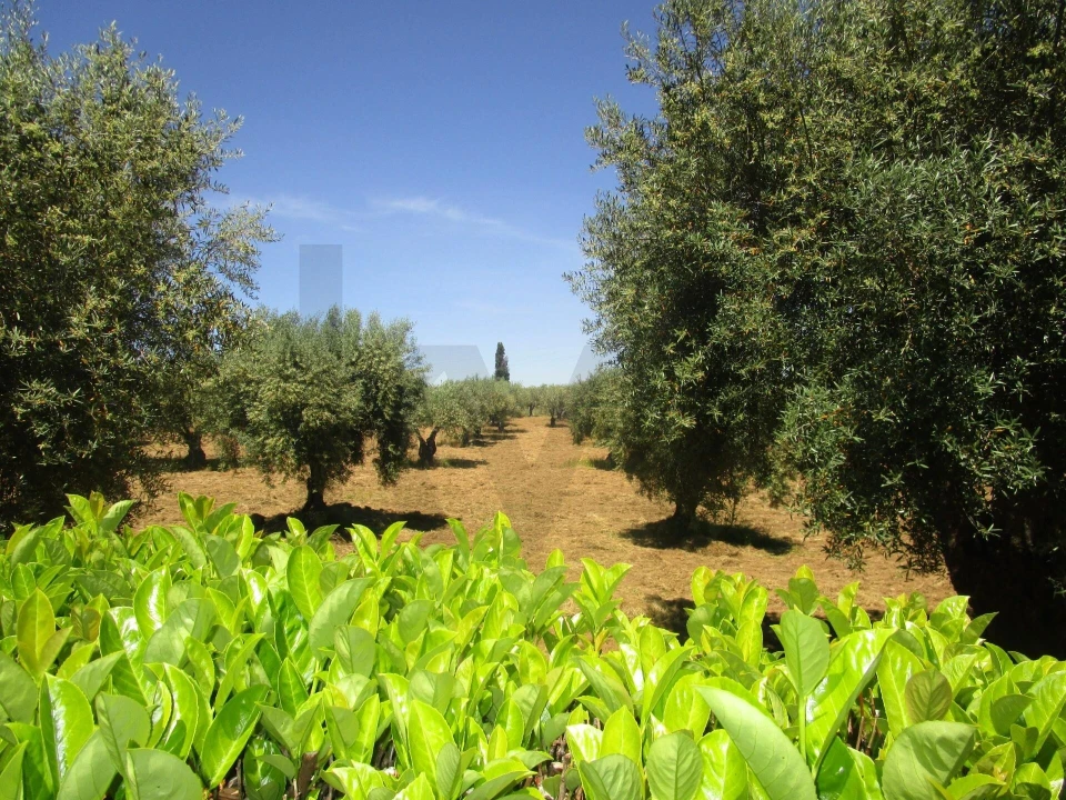 Moradia T5 para Venda em Chacim Foto 27