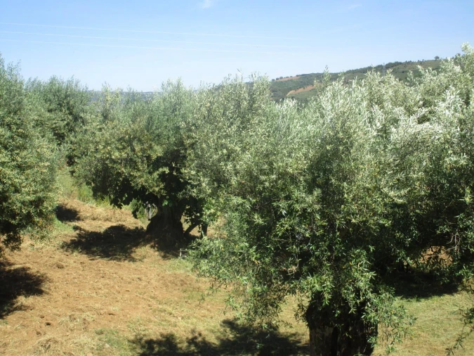 Moradia T5 para Venda em Chacim Foto 73