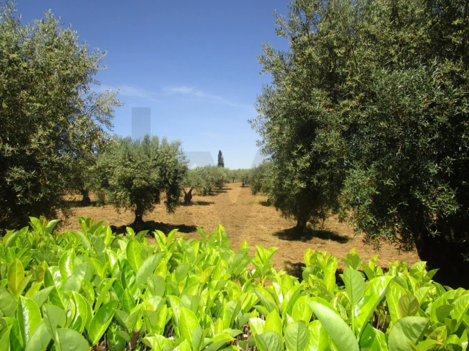 Moradia T5 para Venda em Chacim Foto 27