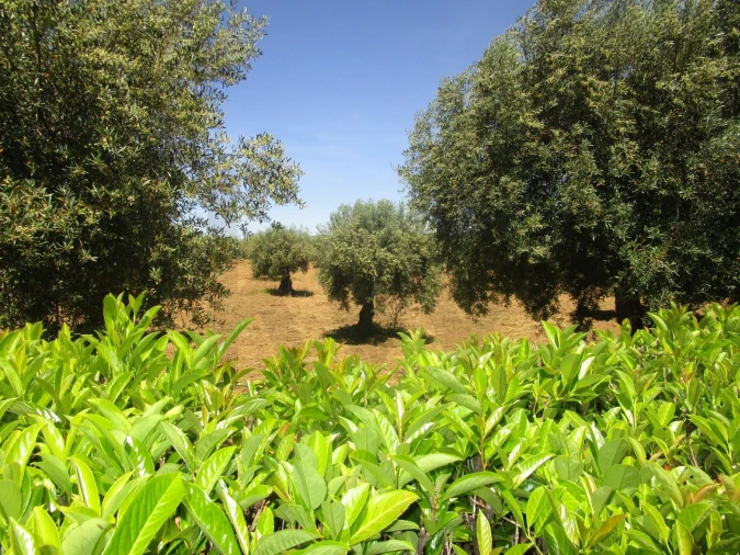 Moradia T5 para Venda em Chacim Foto 17