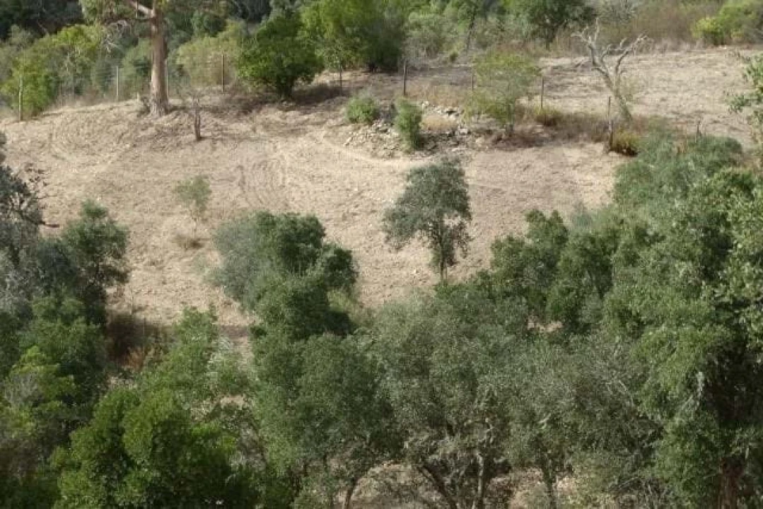 Terreno para Venda em Santana da Serra Foto 11