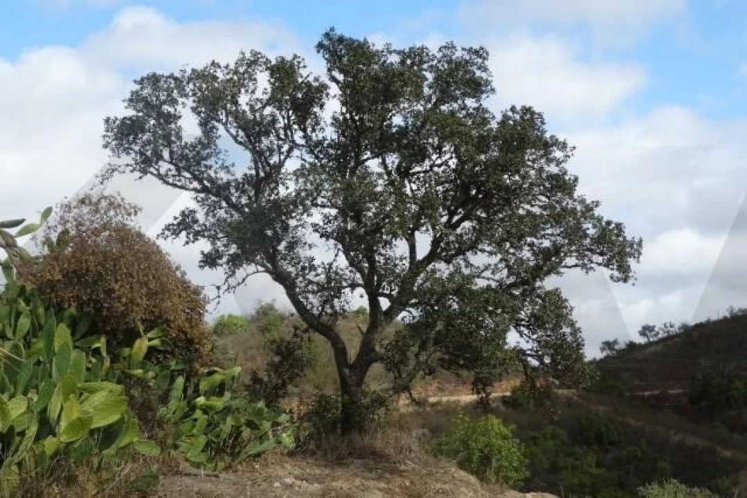 Terreno para Venda em Santana da Serra Foto 13