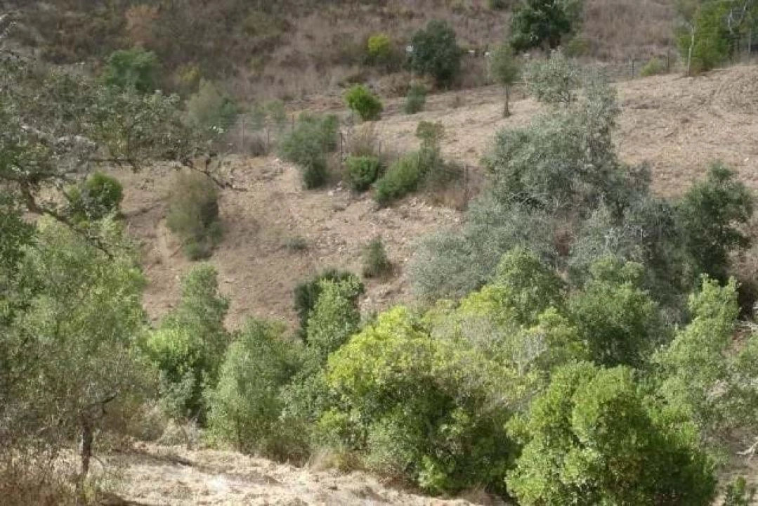 Terreno para Venda em Santana da Serra Foto 12
