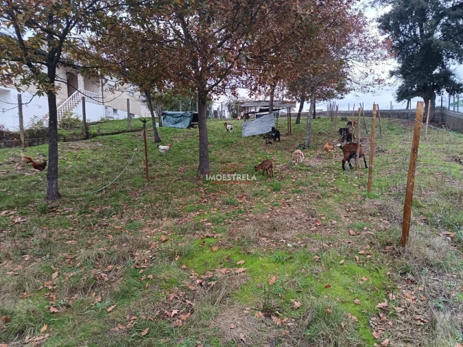 Terreno para Venda em Mortágua, Vale de Remígio, Cortegaça e Almaça Foto 4