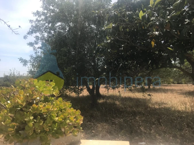 Quinta T4 para Venda em Algoz e Tunes Foto 13
