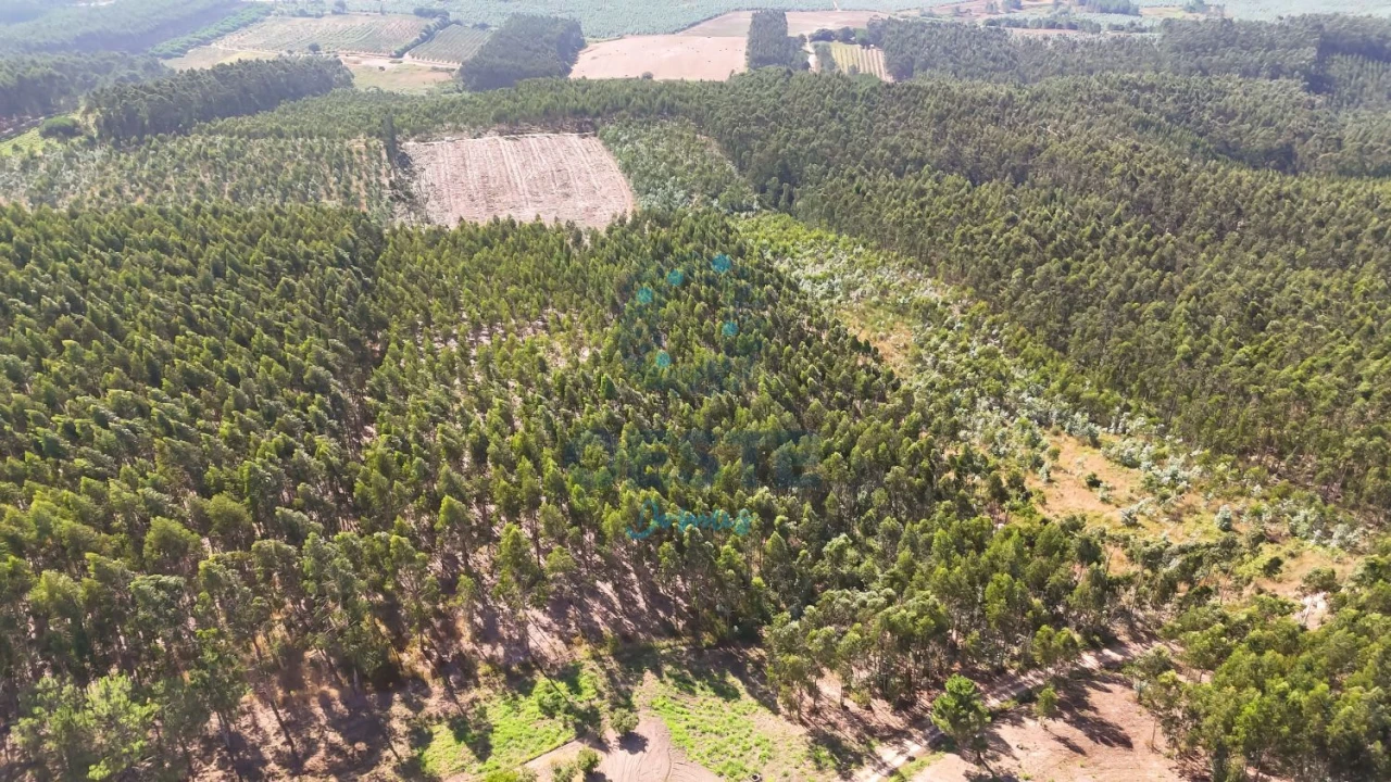 Terreno para Venda em Bombarral e Vale Covo Foto 17
