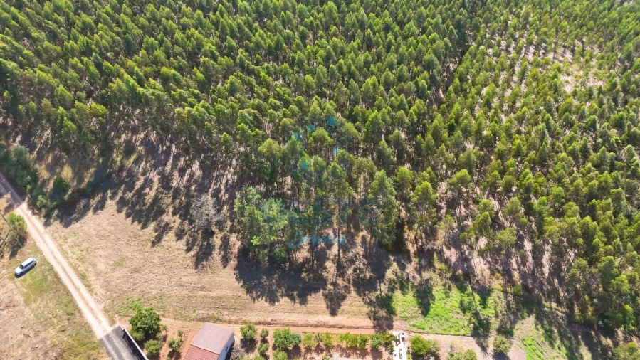 Terreno para Venda em Bombarral e Vale Covo Foto 13