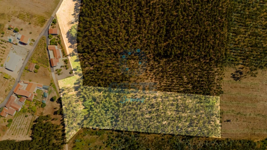 Terreno para Venda em Bombarral e Vale Covo