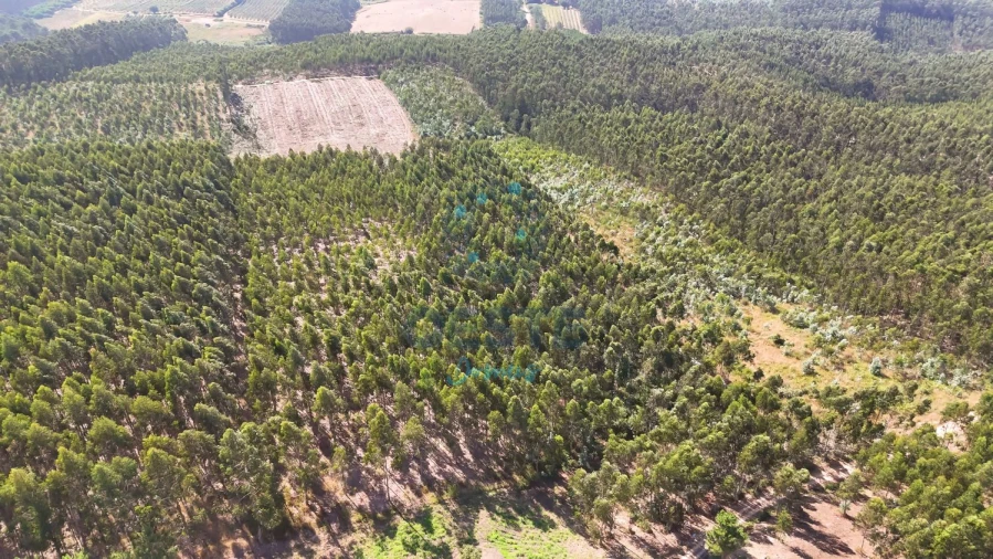 Terreno para Venda em Bombarral e Vale Covo Foto 16
