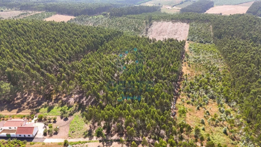 Terreno para Venda em Bombarral e Vale Covo Foto 15