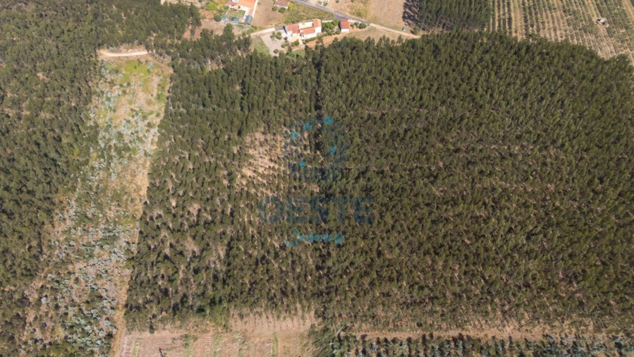 Terreno para Venda em Bombarral e Vale Covo Foto 4
