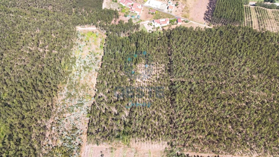Terreno para Venda em Bombarral e Vale Covo Foto 5
