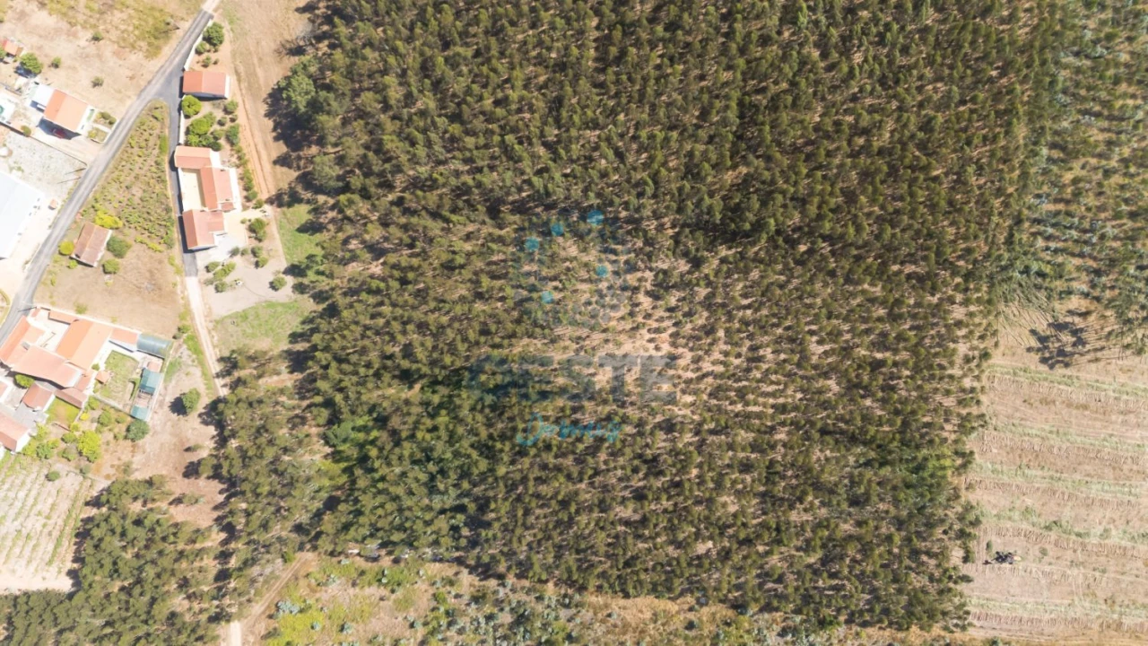 Terreno para Venda em Bombarral e Vale Covo Foto 2