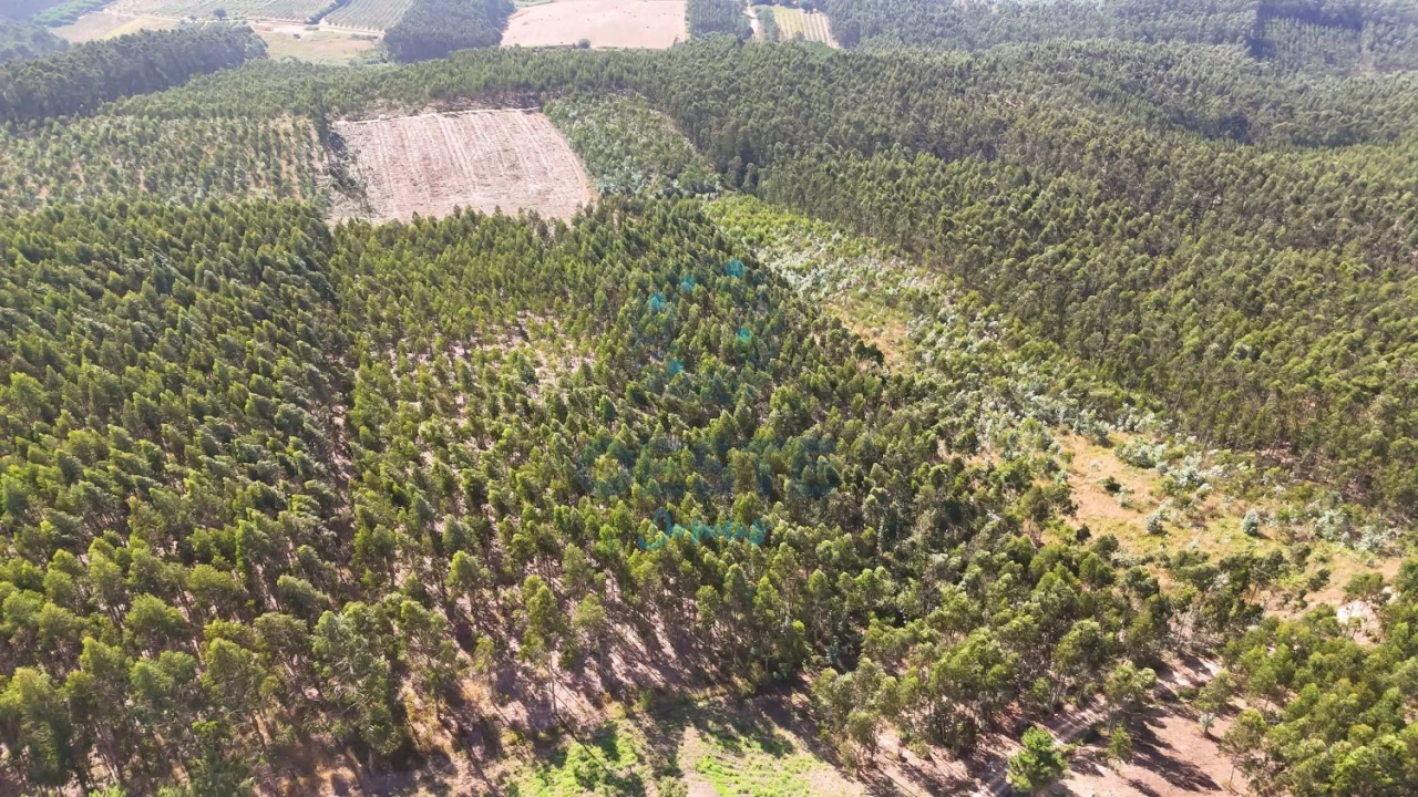 Terreno para Venda em Bombarral e Vale Covo Foto 16