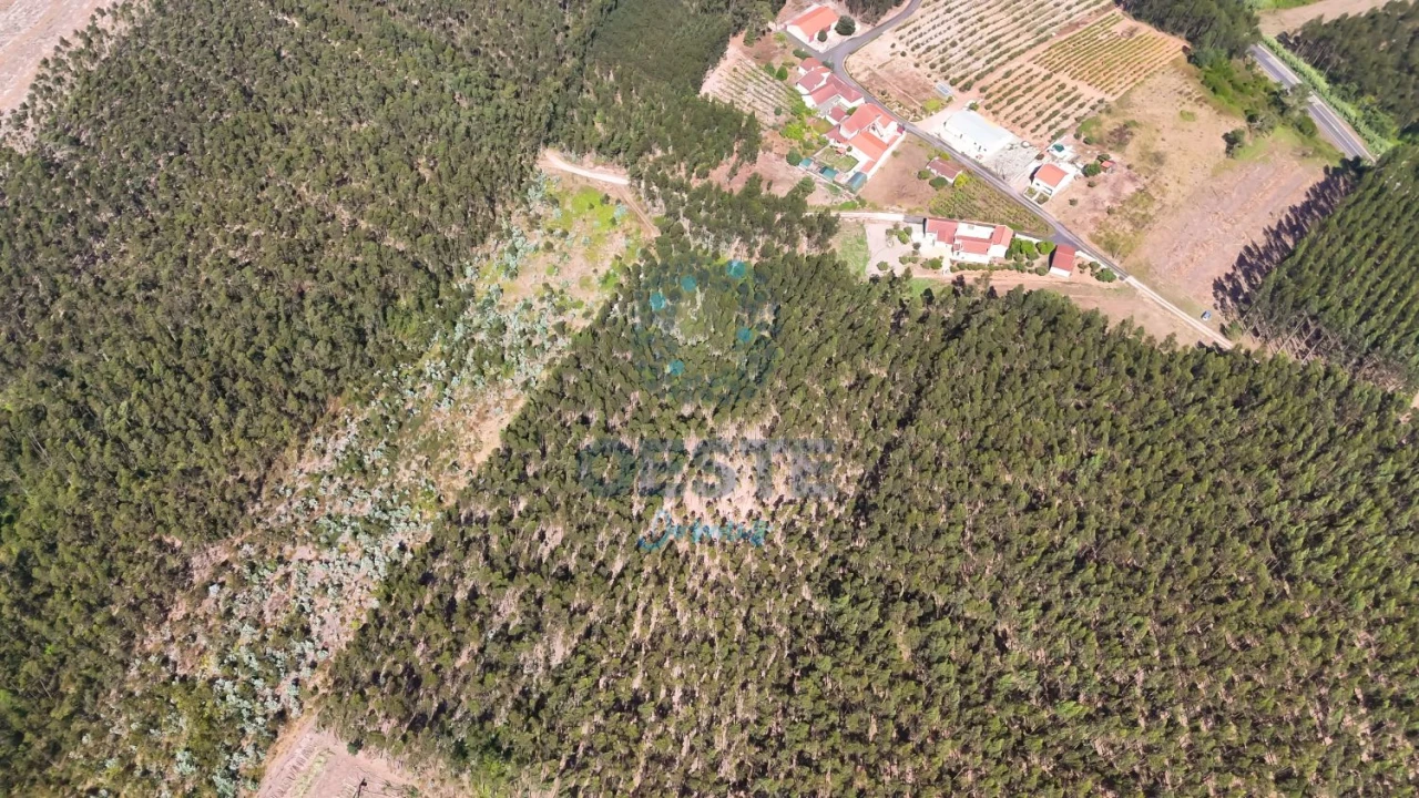 Terreno para Venda em Bombarral e Vale Covo Foto 6