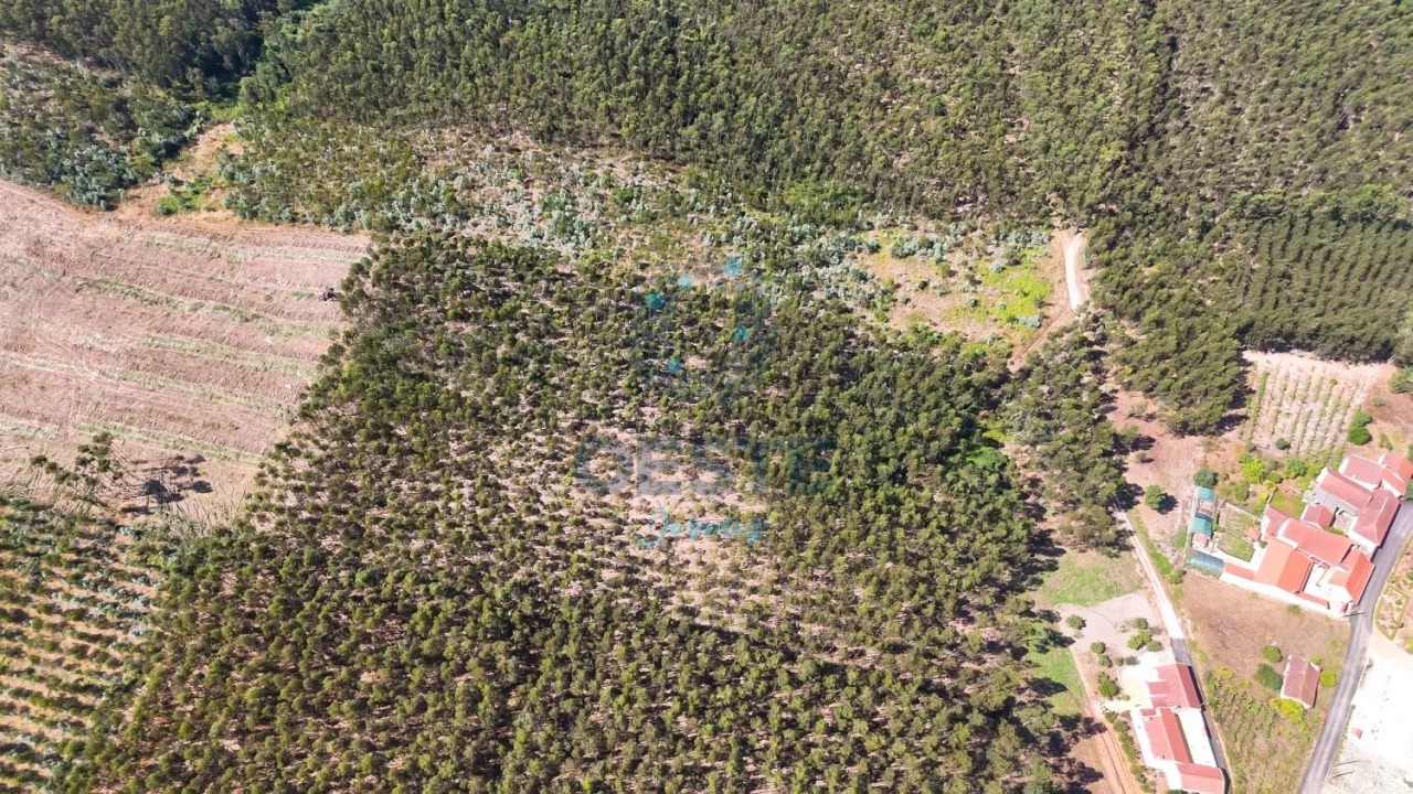 Terreno para Venda em Bombarral e Vale Covo Foto 7