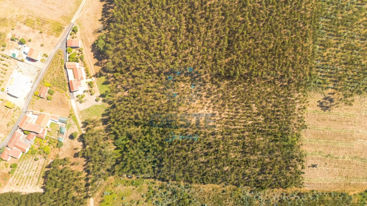 Terreno para Venda em Bombarral e Vale Covo Foto 3