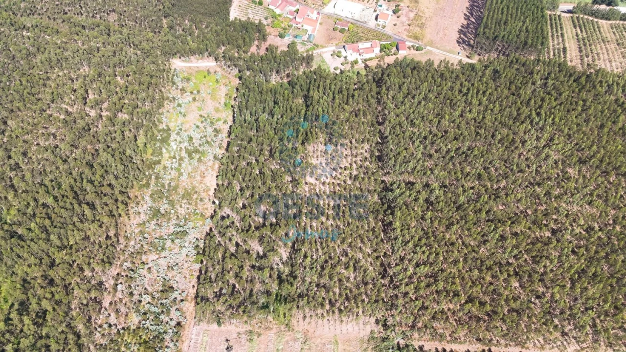 Terreno para Venda em Bombarral e Vale Covo Foto 5
